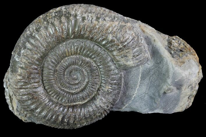 Dactylioceras Ammonite Fossil - England #84927